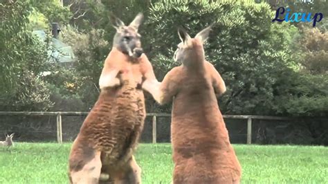 Kangaroo In Kickboxing Action Canguro En Kickboxing Acción Youtube