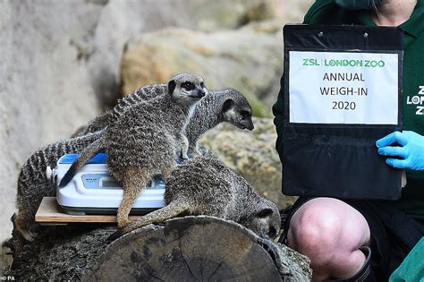 London Zoo Begins Annual Task Of Weighing Its 9000 Animals Daily