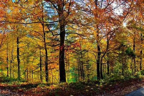 forest, Trees, Nature, Leaves, Sunlight, Fall Wallpapers HD / Desktop ...