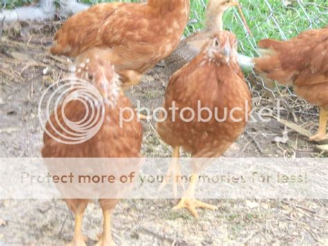 Help Us Bycers We Need Pictures Of Your Chick And Chickens