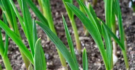 Earn A Million In 6 Months By Growing An Acre Of Garlic Herb In Kenya