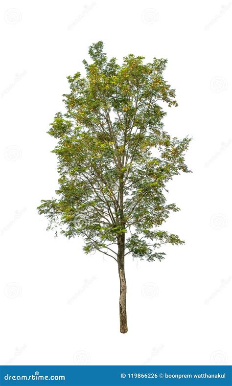 Isolated Tree On White Background Stock Photo Image Of Natural
