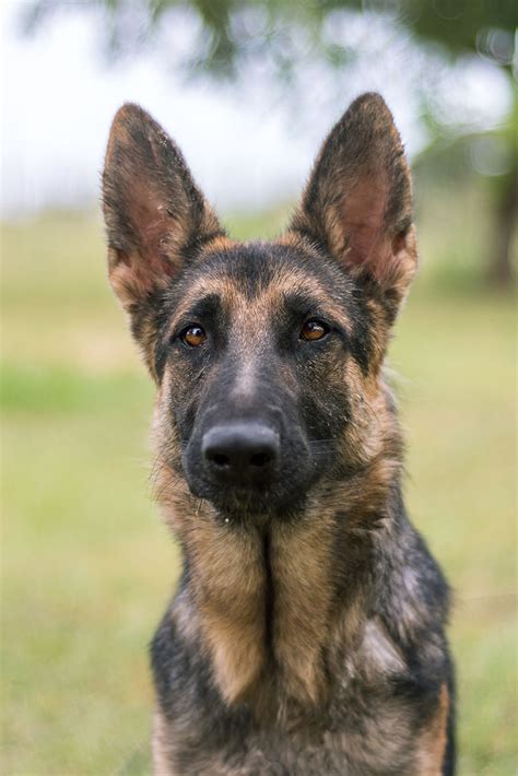 Basha Austin German Shepherd Dog Rescue