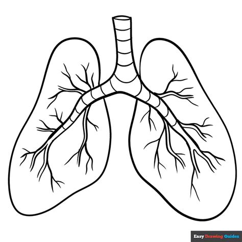 Lungs Lung Drawing Sketch Vector Hand Human Clipart Drawn Illustration