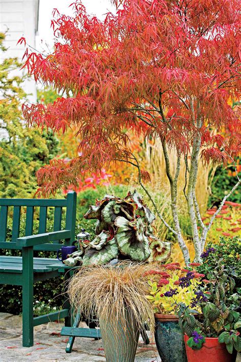 The Best Small Trees | Better Homes & Gardens