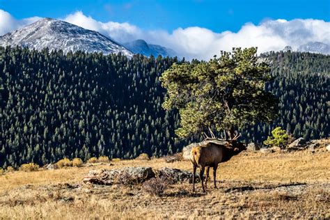 Experience Elk Rut This Autumn Rocky Mountains Beautifulnow
