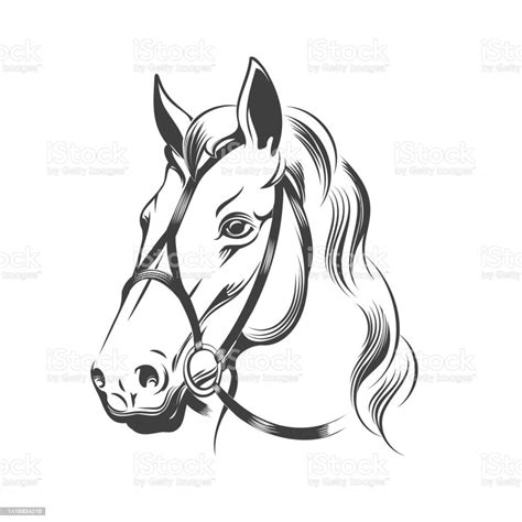 Kuda Jantan Dalam Sketsa Kekang Ilustrasi Stok Unduh Gambar Sekarang