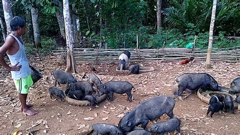 Village Pigs Ii Ternak Babi Kampung Youtube