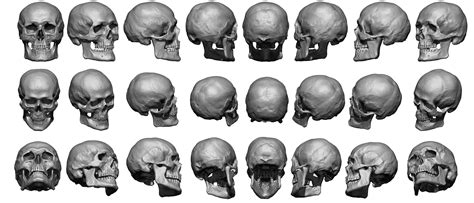 Super High Res Skull Sheet Anatomy 360