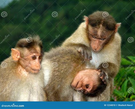 Three Funny Monkeys Stock Photo Image 1234810