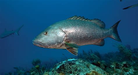 Snapper Cubera South Atlantic Fishery Management Council