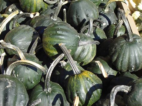 Pumpkins Gourds And Squash Borchard Farms