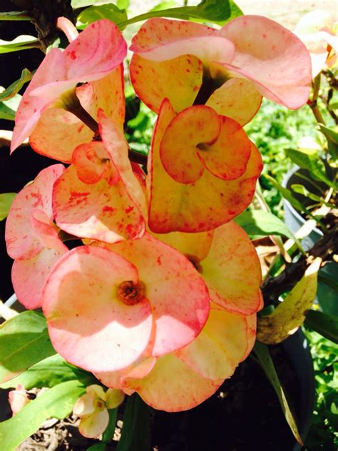 We did not find results for: Corona de Cristo | Coronas de cristo, Euphorbia milii, Flores