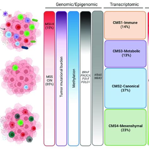Colorectal Cancer Classifications Th T Helper Lymphocytes IFN