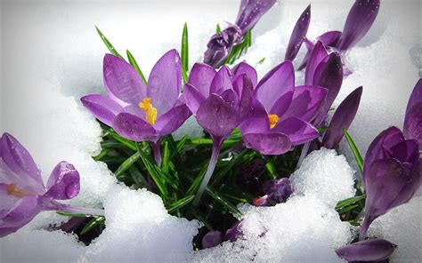Purple Spring Flowers In The Snow Hd Wallpaper
