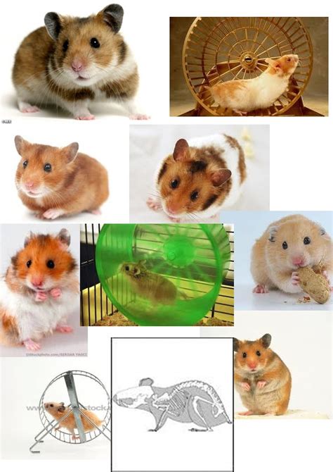 1801 Best Images About Hamster Pictures On Pinterest Robo Dwarf Hamsters Hamsters And Russian