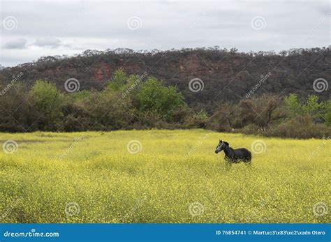Horse In Field Of Yellow Flowers Stock Image Image Of Flower