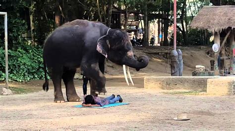 We believe that education and the commitment to achieve the highest levels of care and husbandry are the best way to help save the asian elephant. Camp de dressage d'éléphant Chiang Mai Thailande ...