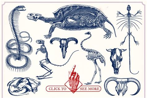 Vintage Animal Anatomy Vectors Custom Designed Illustrations