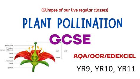 Plant Pollination Yr 10 Yr 11 Gcsealevelaqaocredexcel Ae1