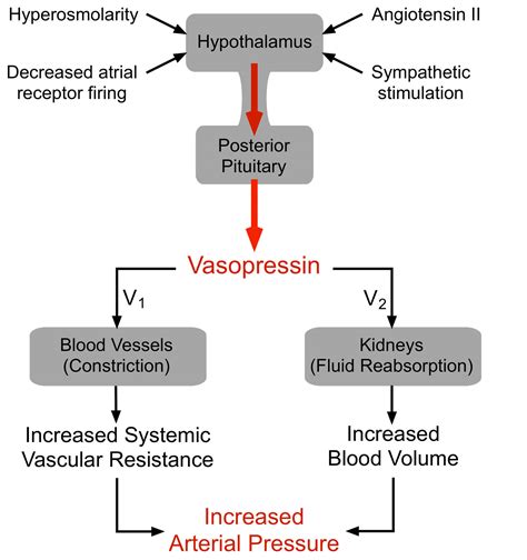 Vasopressin Hormone Function Vasopressin Uses And Vasopressin Side Effects
