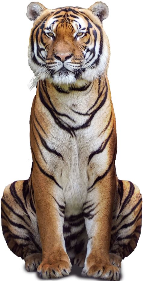 Tiger Png Isolated Photos Png Mart