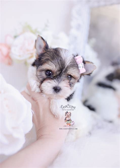 Biewer Yorkie Terrier Puppy For Sale Teacup Puppies 334 A Teacup