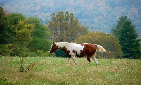 Autumn Pasture With Horse Photograph By Molly Dean Fine Art America