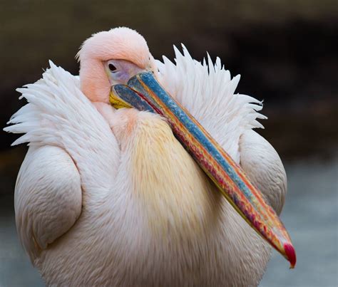 10 Most Beautiful Birds Having Very Weird Beaks Allrefer