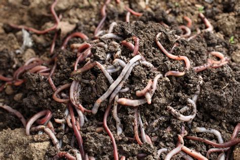 Vermicomposting Worm Types What Are The Best Worms For Compost Bin