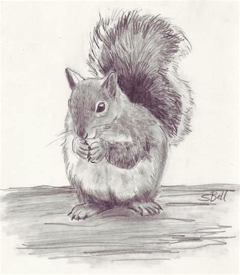 Monkey pencil drawing easy, animal pencil sketch art, monkey sketch drawing, monkey drawing easy, animal pencil drawing. squirrel | Animal drawings, Pencil drawings of animals ...