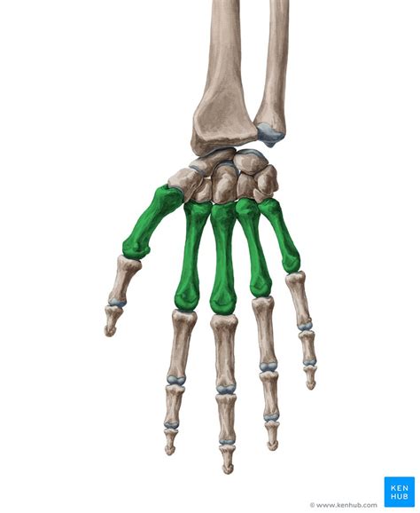Metacarpal Bones Anatomy Muscle Attachment Joints Kenhub