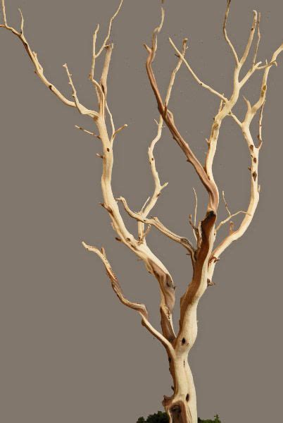 19 Sanded Manzanita Branches Tree Branch Decor Wood Branch Tall