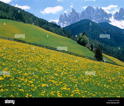 Dolomites Mountains And Wild Yellow Flowers Villnoss Val Di Funes