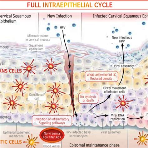 Hpv Life Cycle And Interaction With The Immune System During Natural