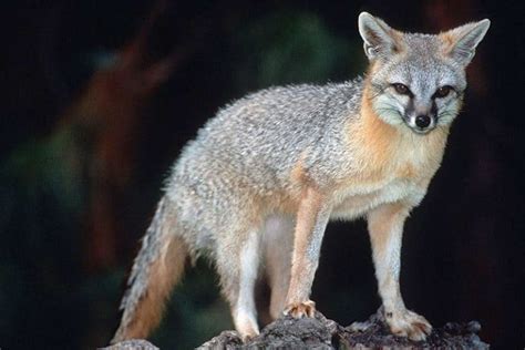 Foxes In Tennessee 2 Species With Pictures Wildlife Informer