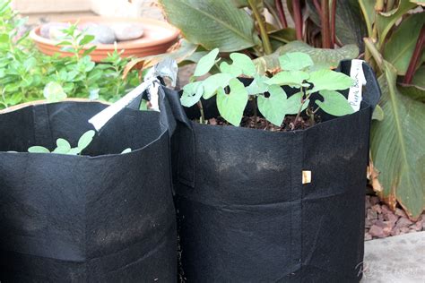 Grow Bag Gardening Pros And Cons