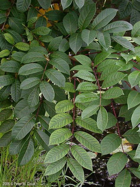 Toxicodendron Vernix Poison Sumac Minnesota Wildflowers