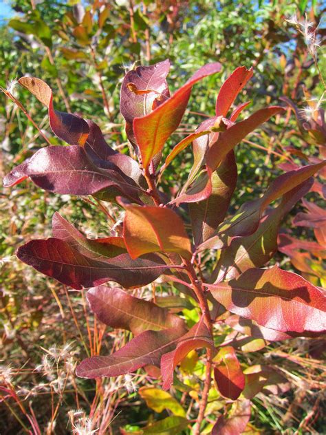 True Colors 9 Best Shrubs For Fall Foliage Gardenista