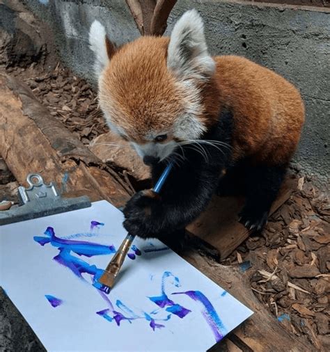 Red Panda Drawing Too Cute To Bear