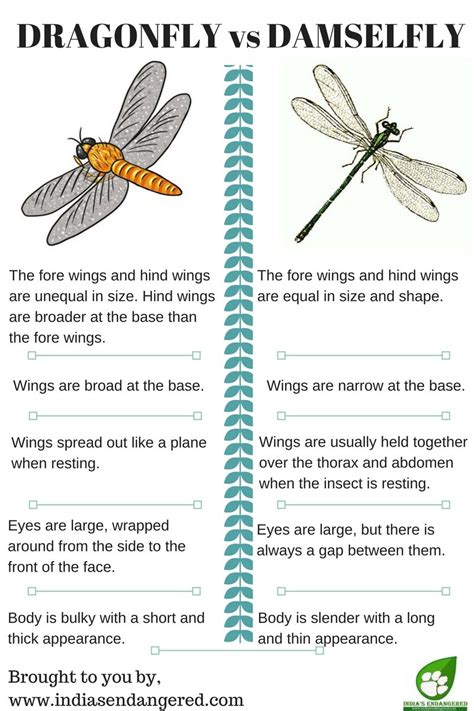 Dragonfly Vs Damselfly 1 Damselfly Dragonfly Facts Dragonfly Quotes