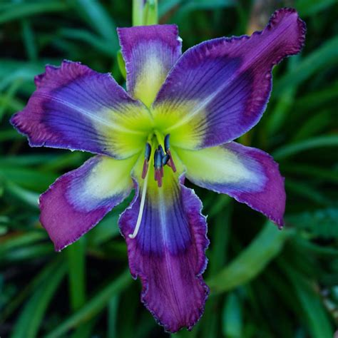 Spacecoast Seize The Day Bell S Daylily Garden