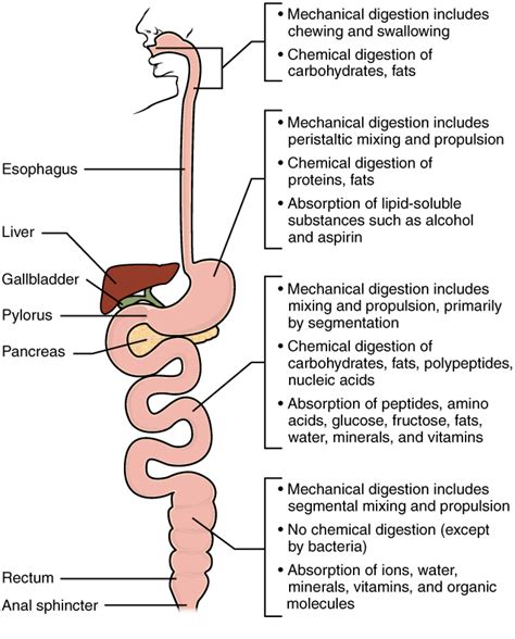 Chemical Digestion And Absorption A Closer Look · Anatomy And Physiology