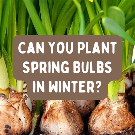 Is It Too Late To Plant Spring Bulbs Dengarden