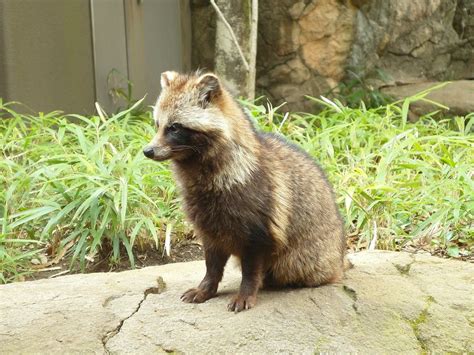 Japanese Raccoon Dog Scientific Name Nyctereutes Procyonoides