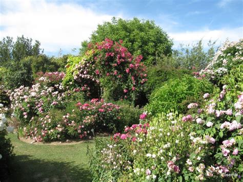Le Jardin De Morailles Et Sa Collection De Roses Anciennes à Visiter à