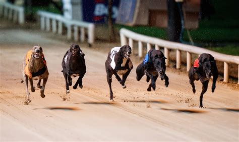 Greyhound Racing To Resume Behind Closed Doors As Part Of Phase 2