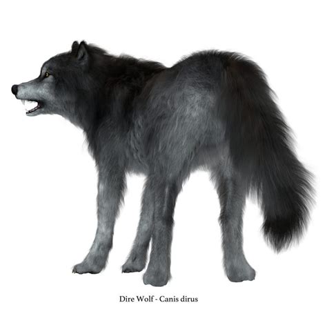 What Is A Dire Wolf Dire Wolf Facts Facty