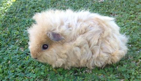 Texel Guinea Pigs Guinea Pigs With A Naturally Fancy Perm The Pets