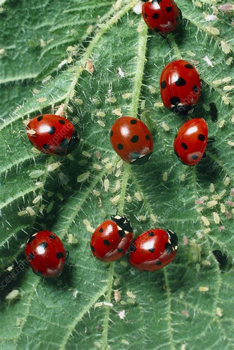 Badan bagian dorsal berwarna hijau terang dengan bintik putih, atau biru yang memanjang di bagian. Fakta-Fakta Menarik Mengenali Ladybird - The Patriots
